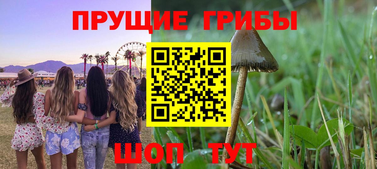 Тулун  Галлюциногенные грибы GOLDEN TEACHER  Вход с VPN 